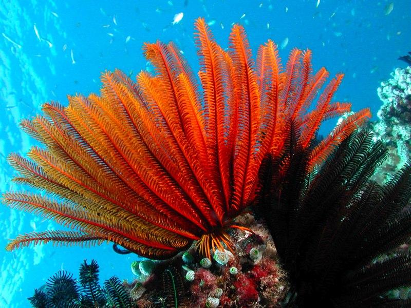 Coral