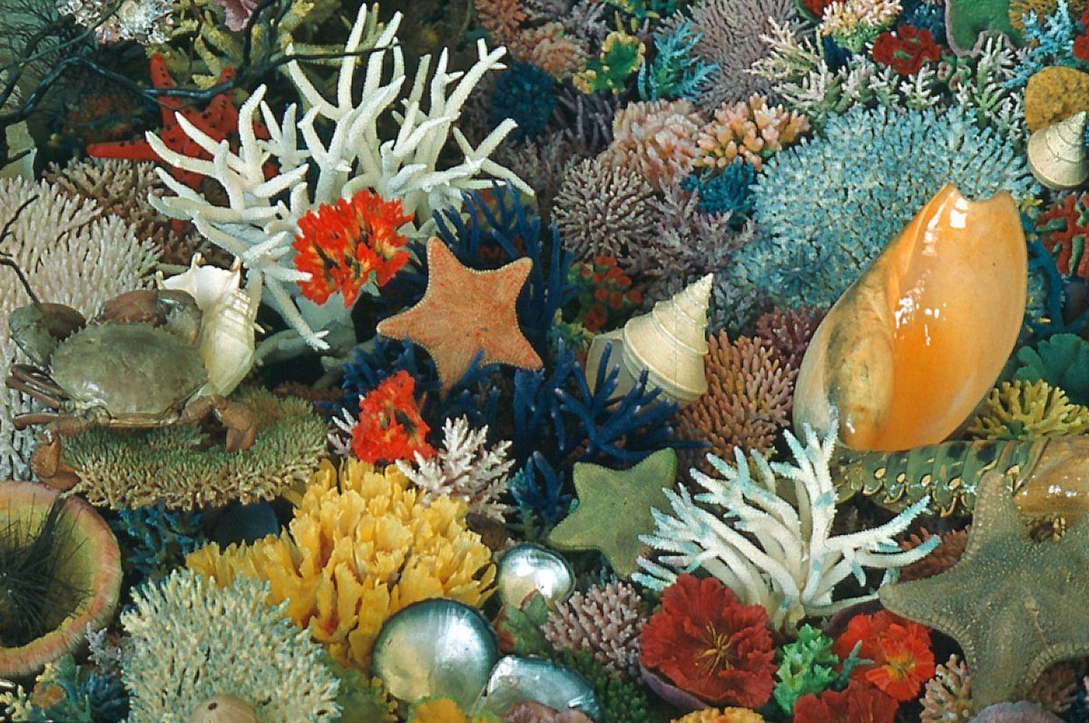 Corals and seashells