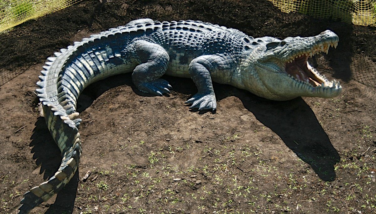 Crocodile