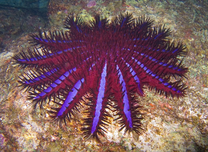 crown of thorns
