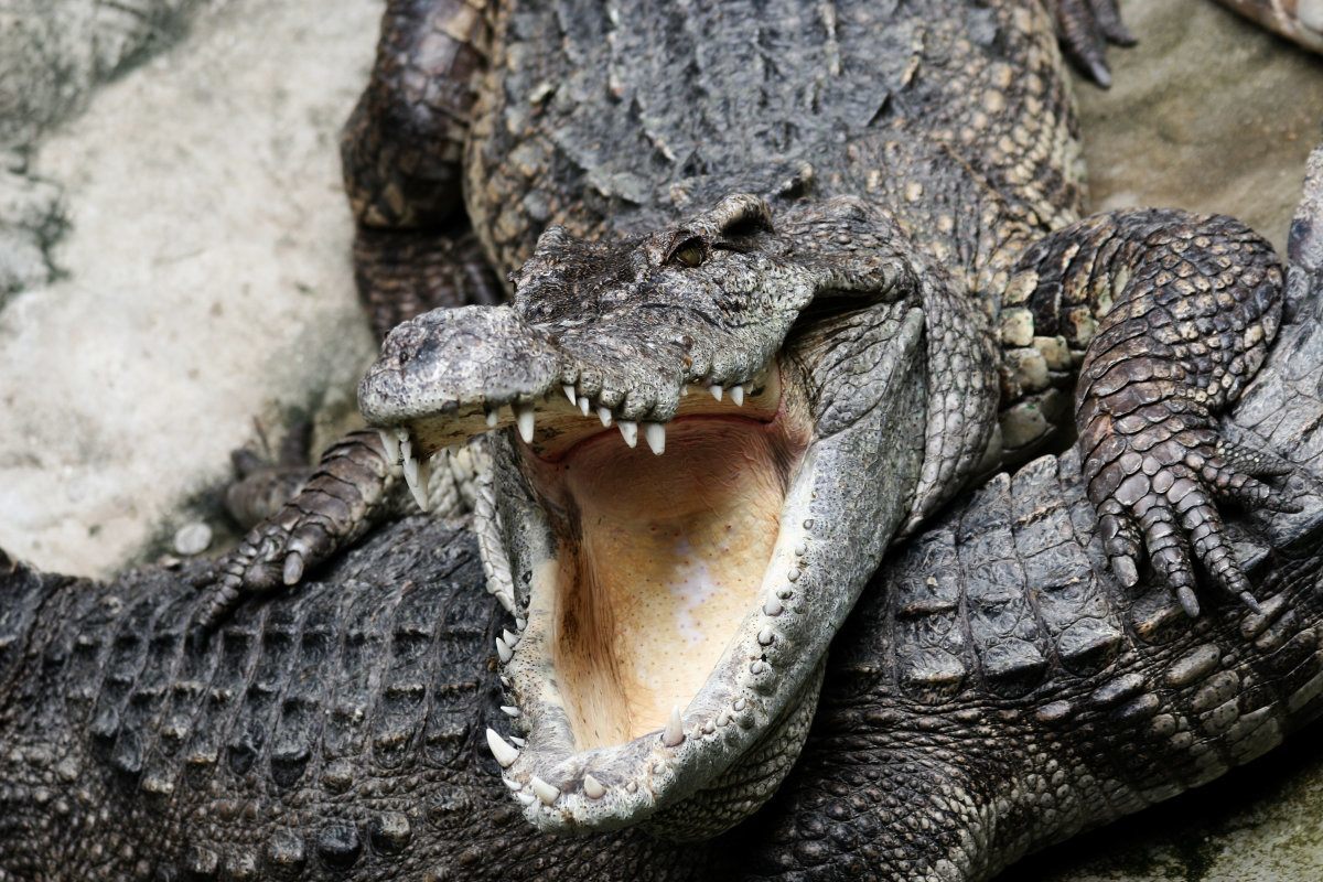 Dangerous Crocodile