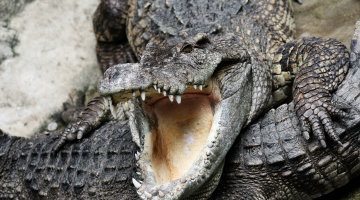 Dangerous Crocodile