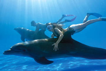 dolphin swim