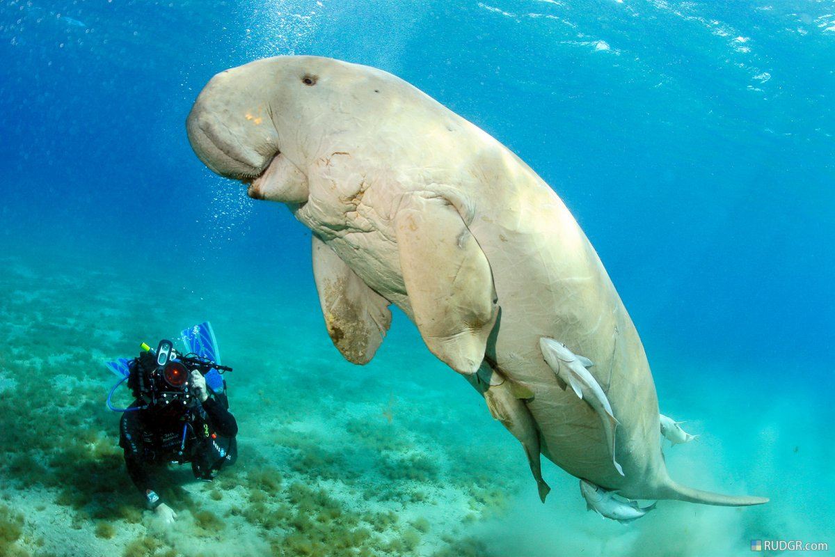 Dugong