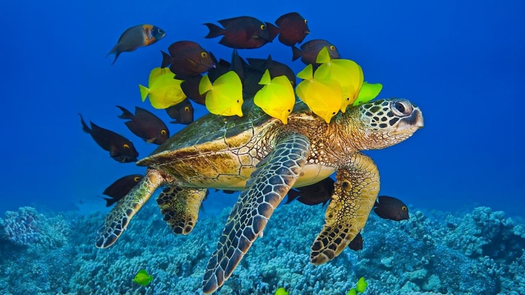 Fish and turtles