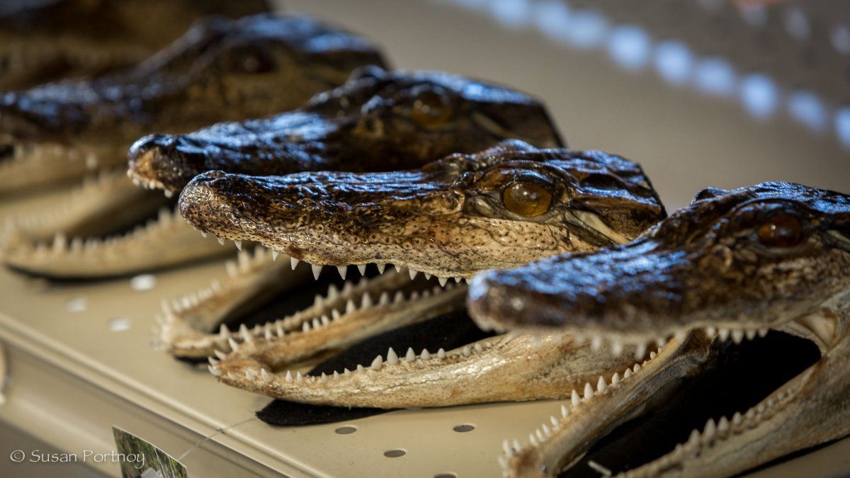 Gator heads in a souvenir shop