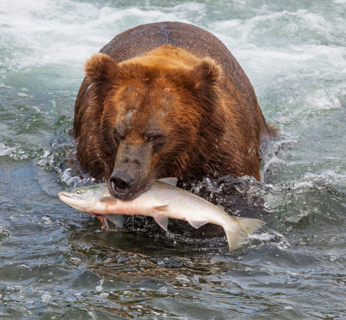 Grizzly Bear On Alaska