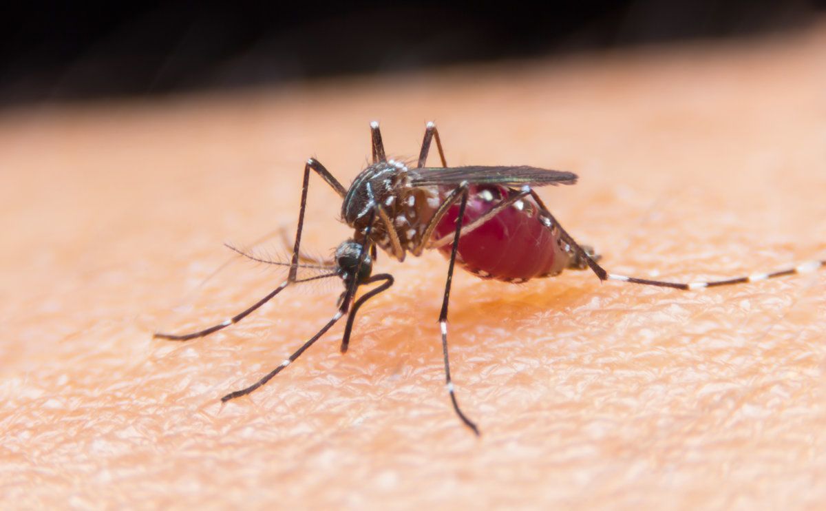 Mosquito