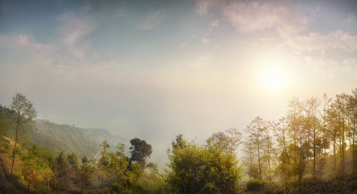 Nature Forest Nepal