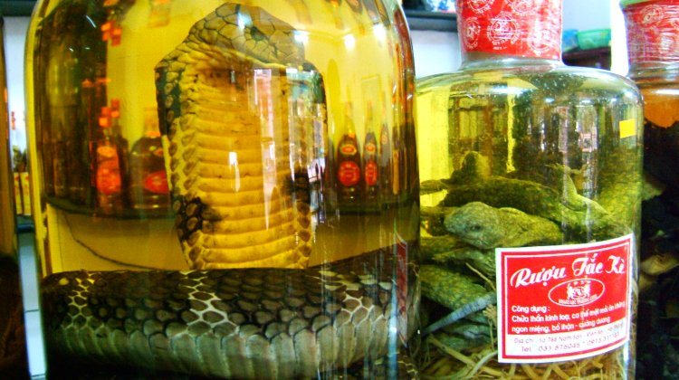 snake wine