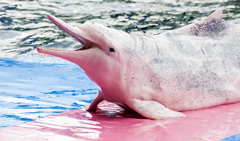 The Humpback Dolphin