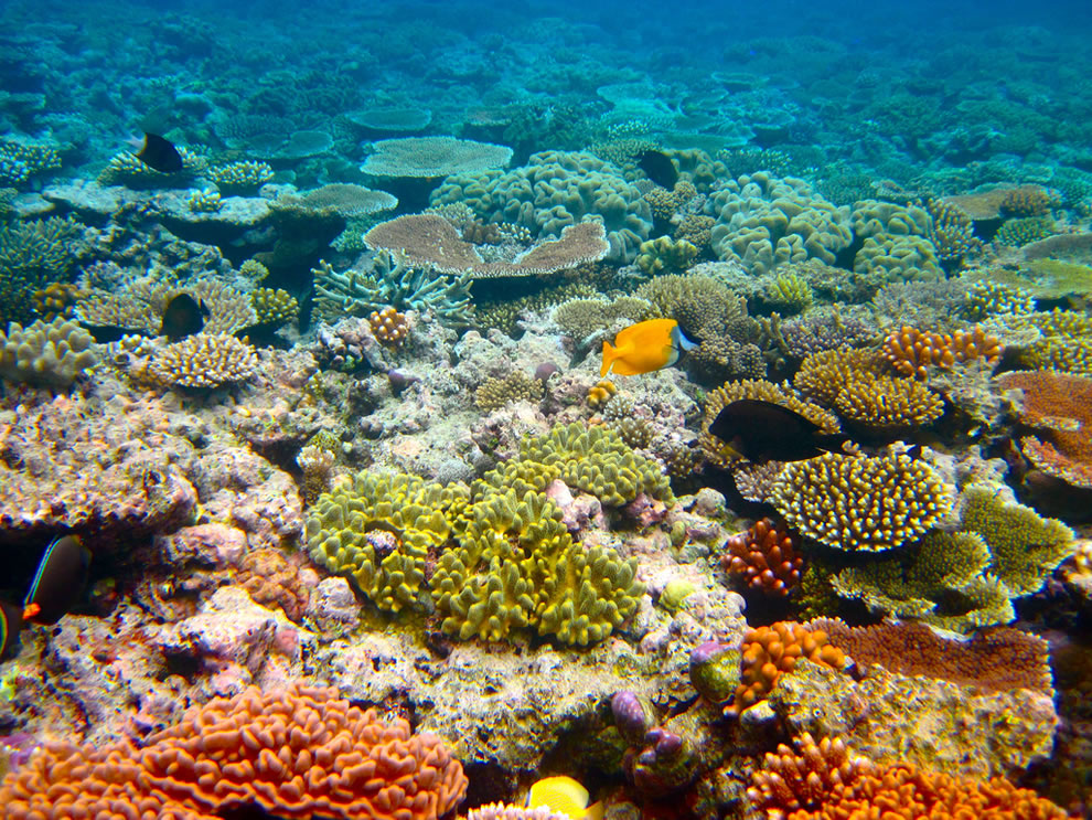 The Reef