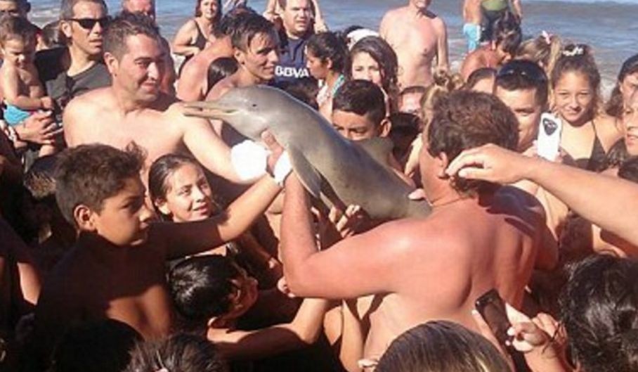 tourists swarming dolphin