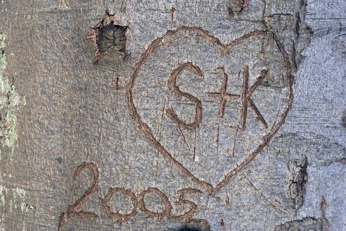 Tree Bark In Forest