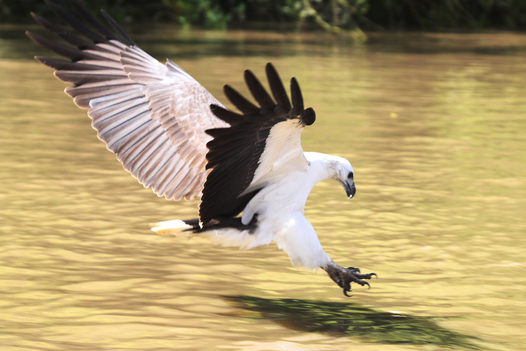 White-bellied sea eagle