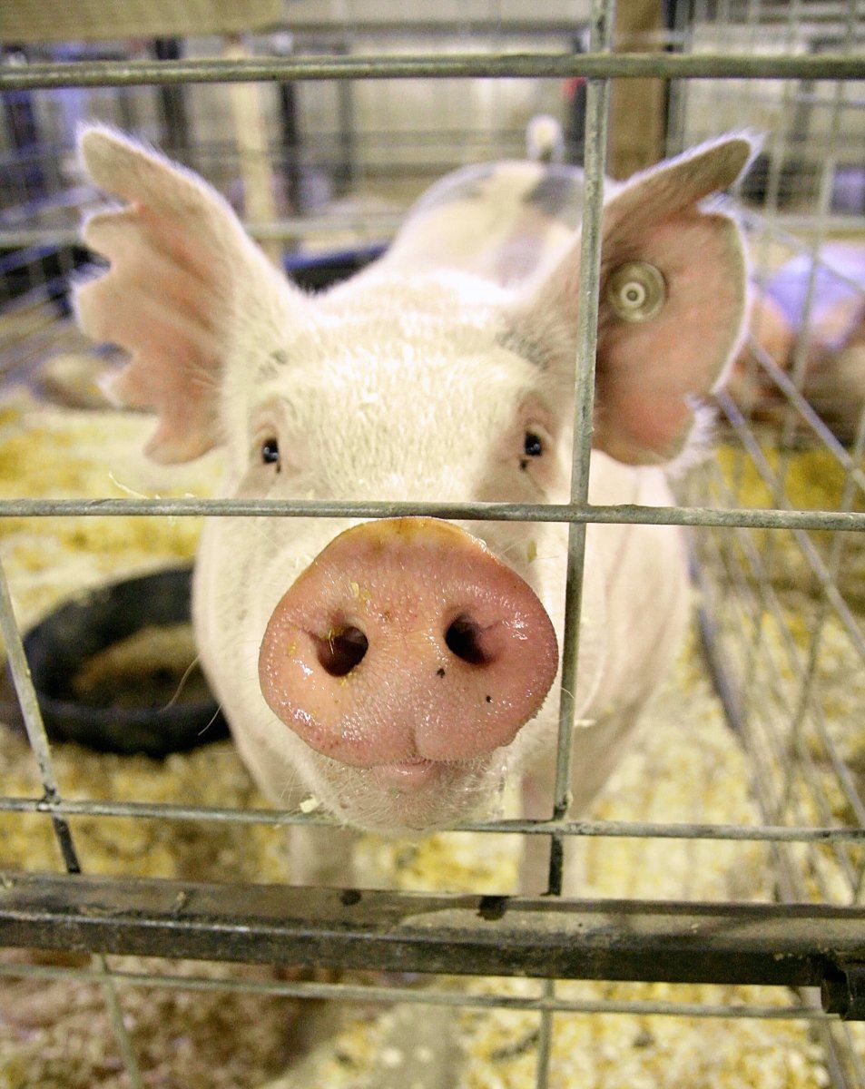 A Pig At A Local Fair