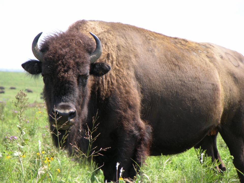 Buffalo