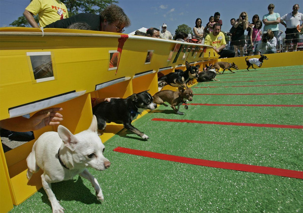 Chihuahua races