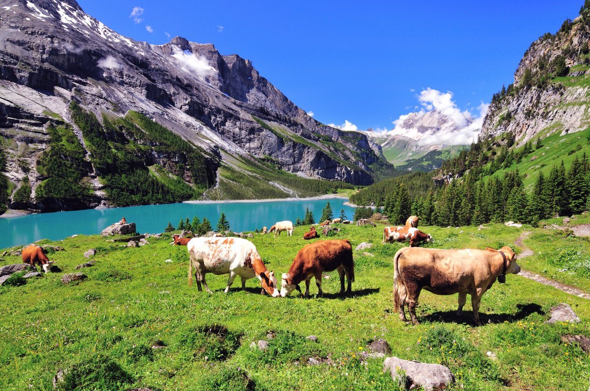 Cows In A Pasture In Switzerland