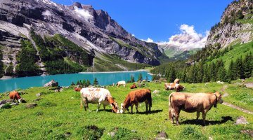 Cows In A Pasture In Switzerland