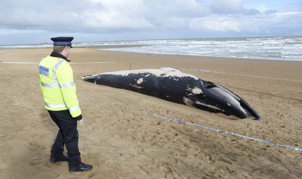 dead whale