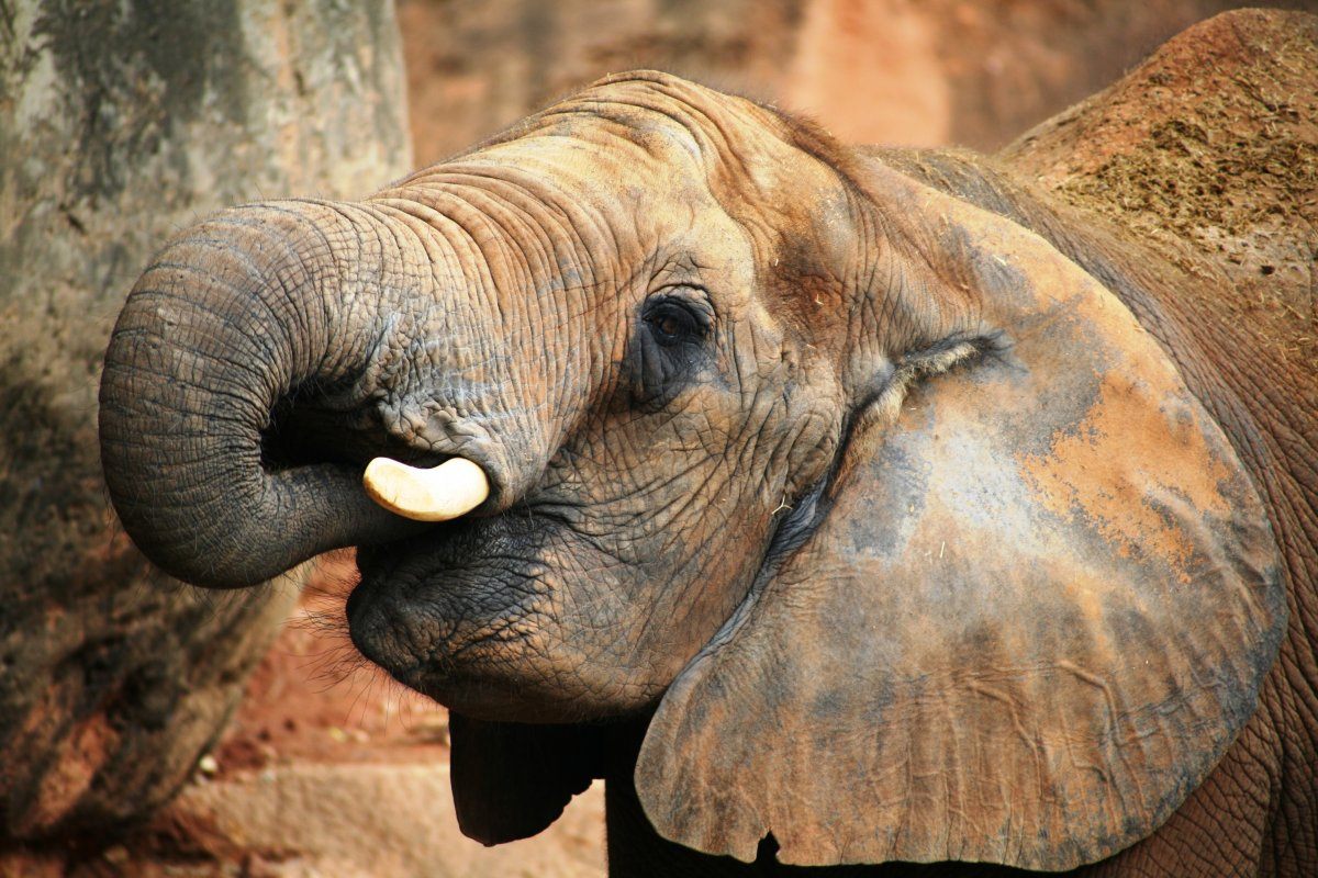 elephant