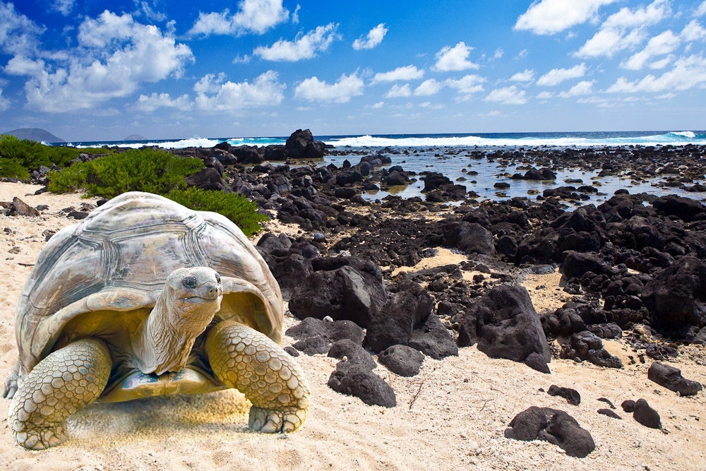 Galapagos