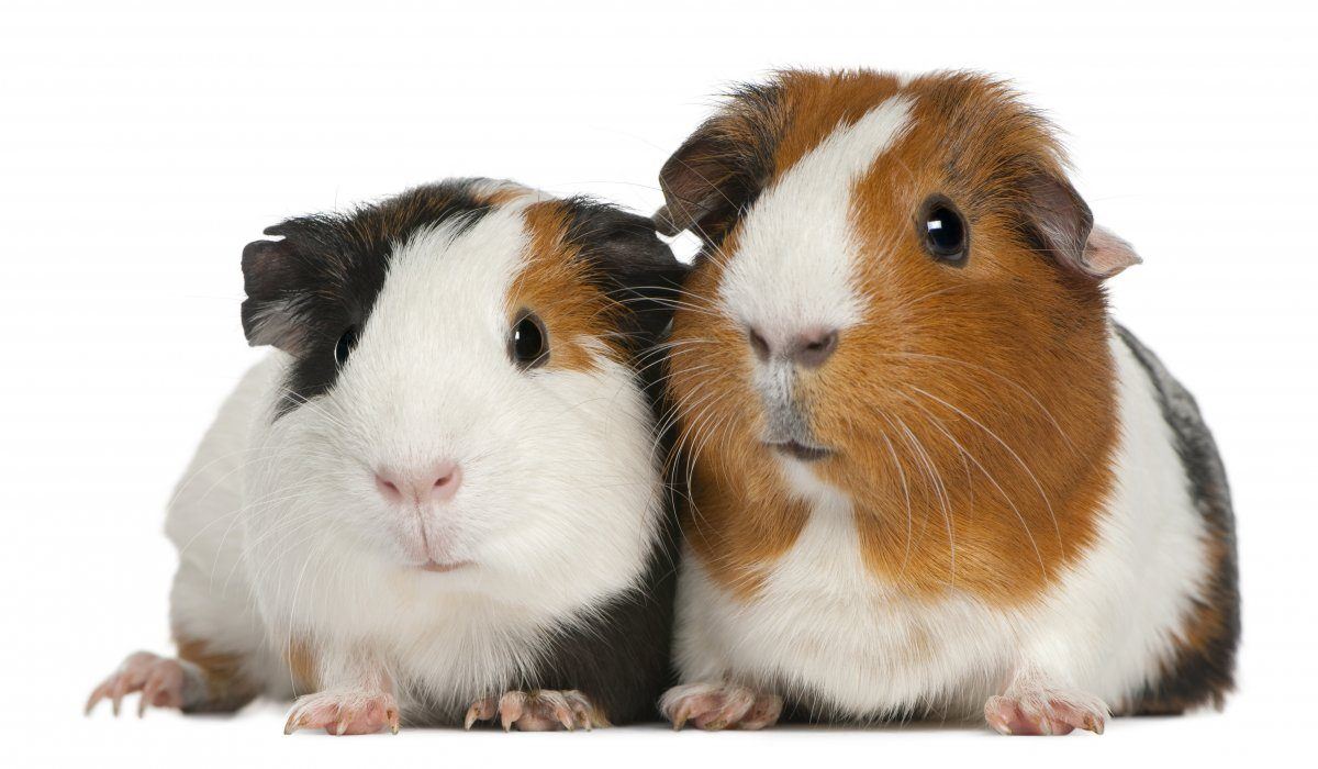 Guinea Pigs