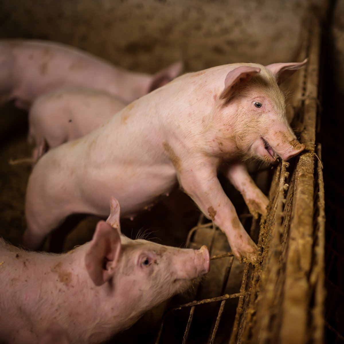 Pigs in Pigsty