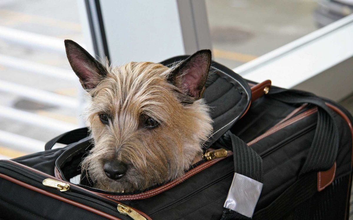 Pooch