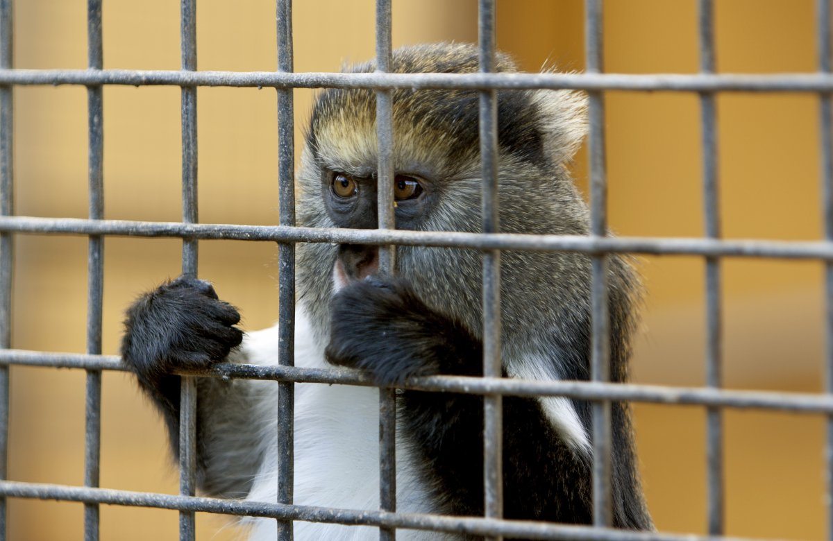 Sad Monkey Behind Cage In Zoo
