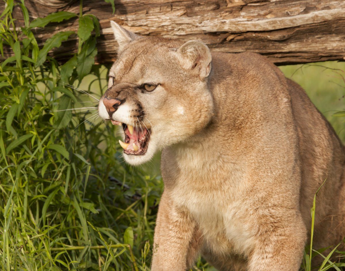 Snarling Mountain Lion Close-Up