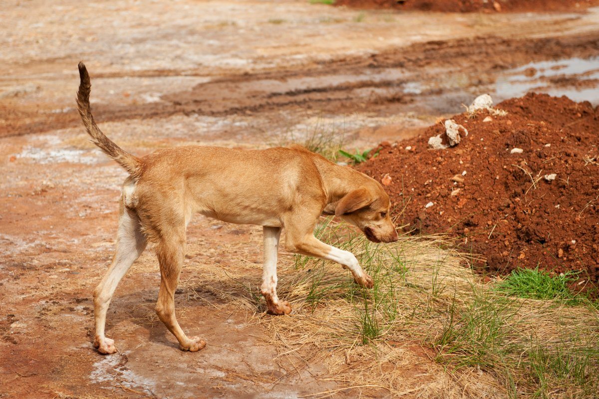 Thin Alley Stray Dog In Greece