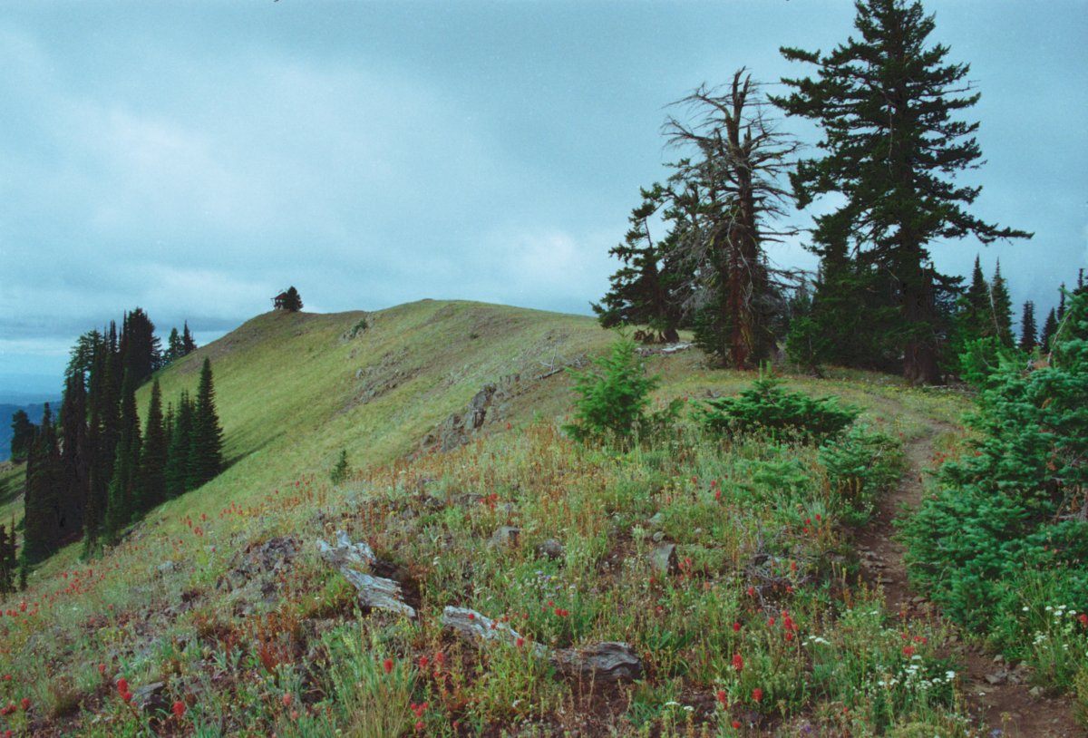 Umatilla