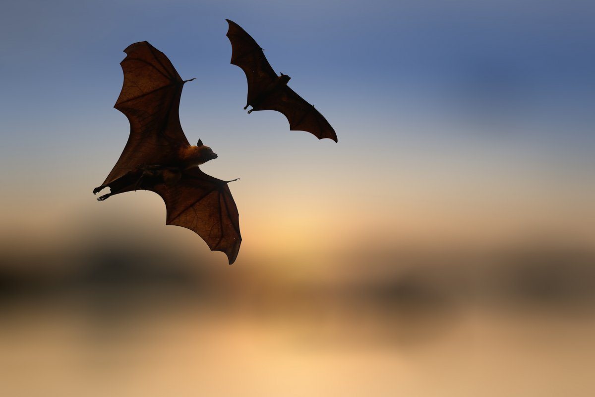 Bat Silhouettes