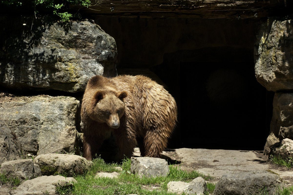 Bear In Front Of Cave