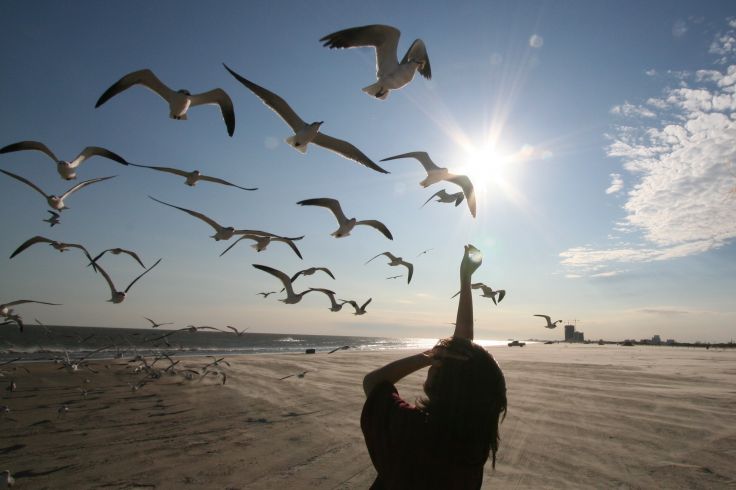 Birds