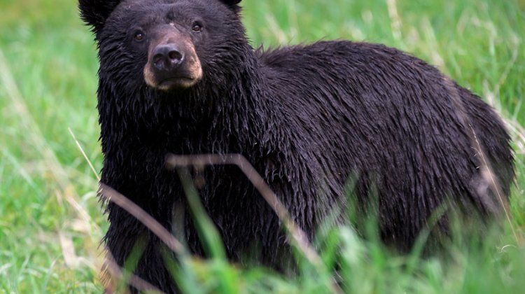 Black Bear