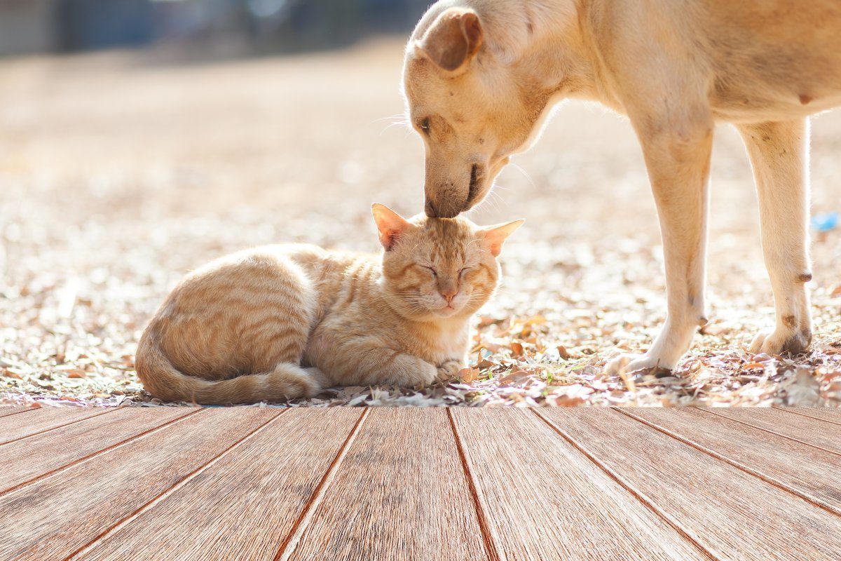 Dog And Cat Playing Together Outdoor