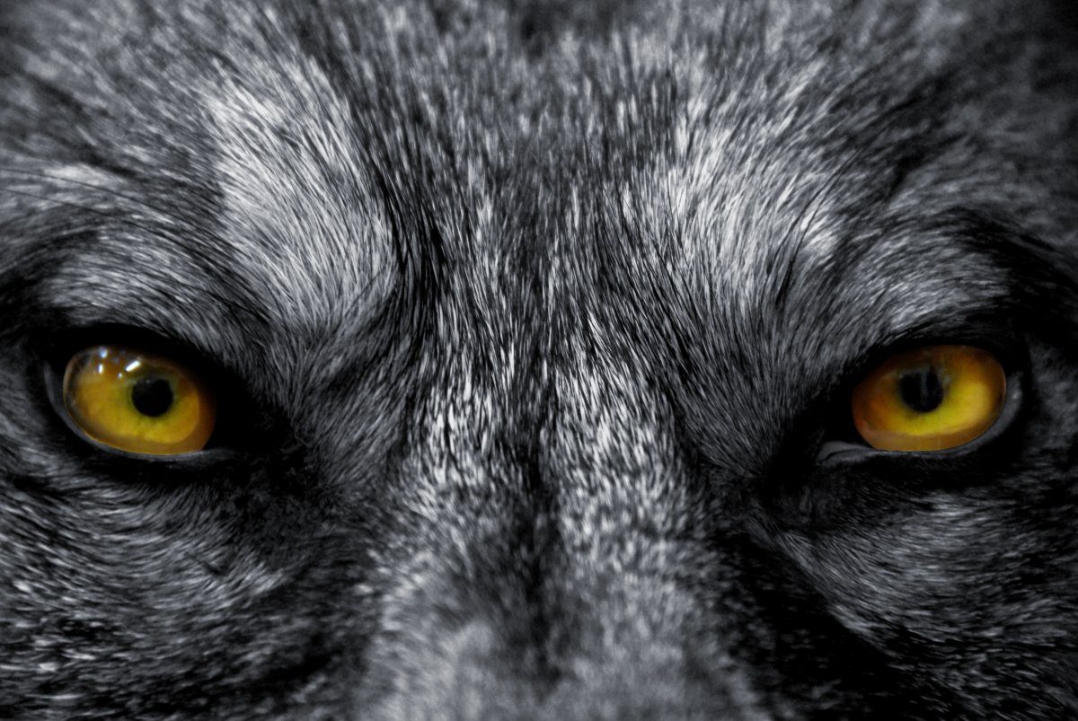 Eyes Of Wolf
