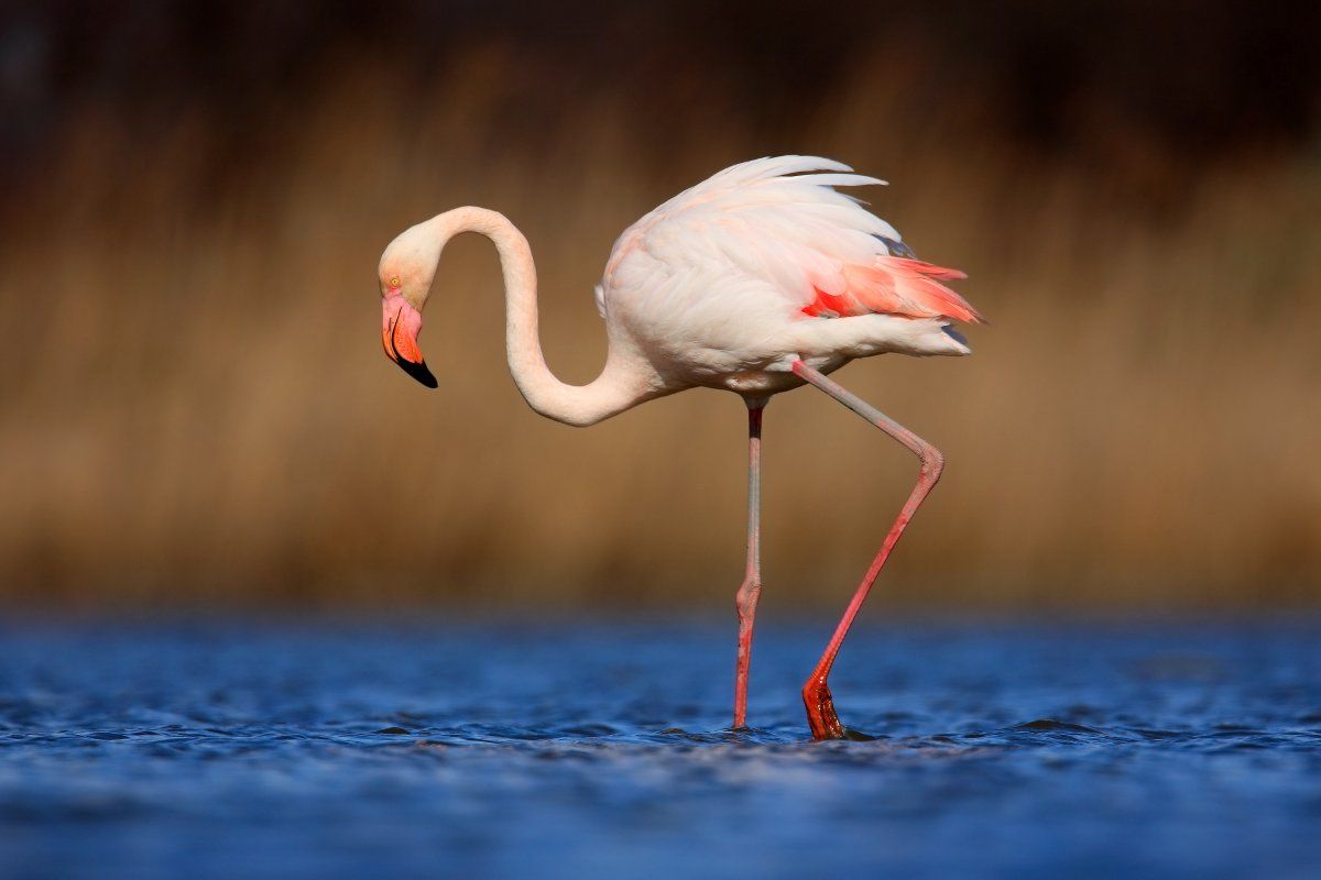 Flamingo