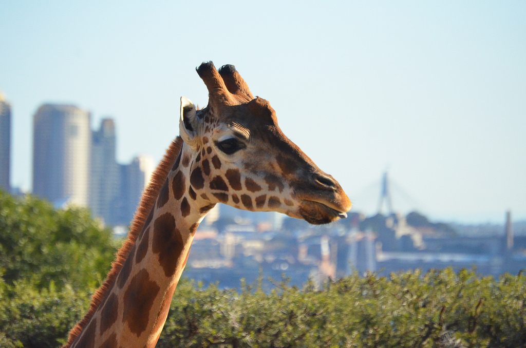 Giraffe
