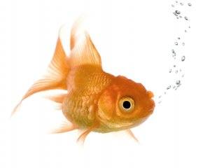 aquadine goldfish aquadine goldfish