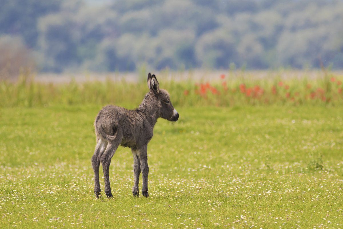 Gray Baby Donkey On The Floral Meadow