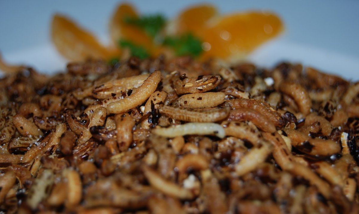 Maggot