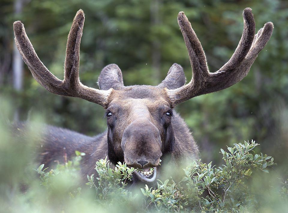 Moose1