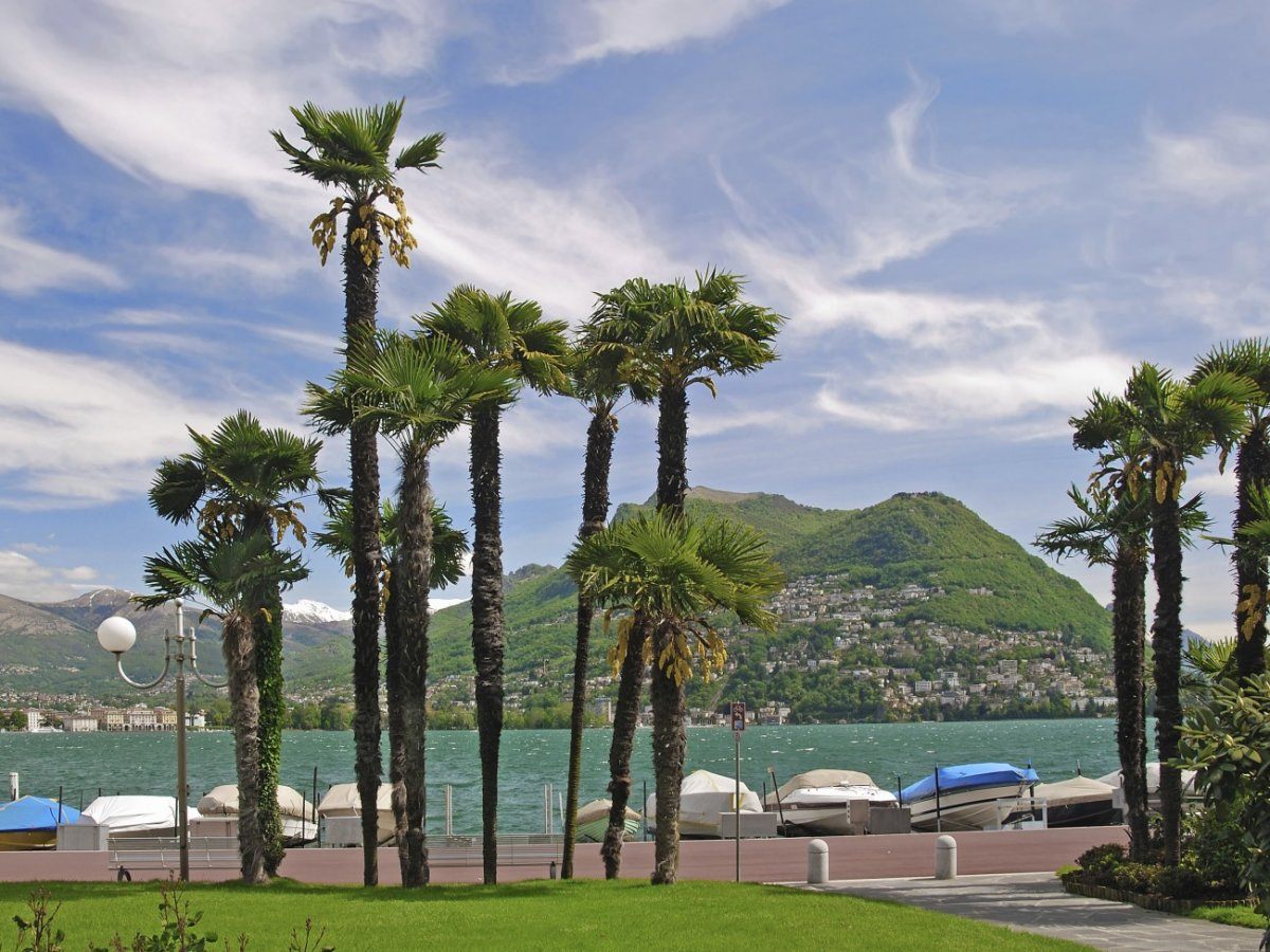 palm trees in Switzerland