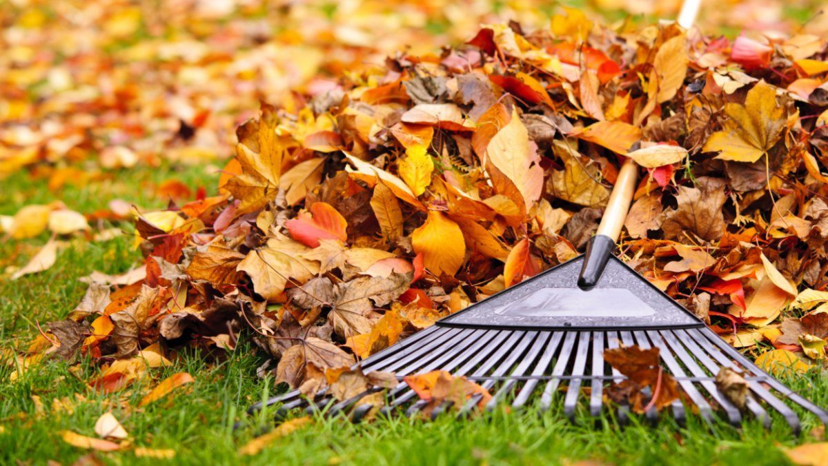 Rake
