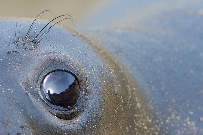 seal eyeball