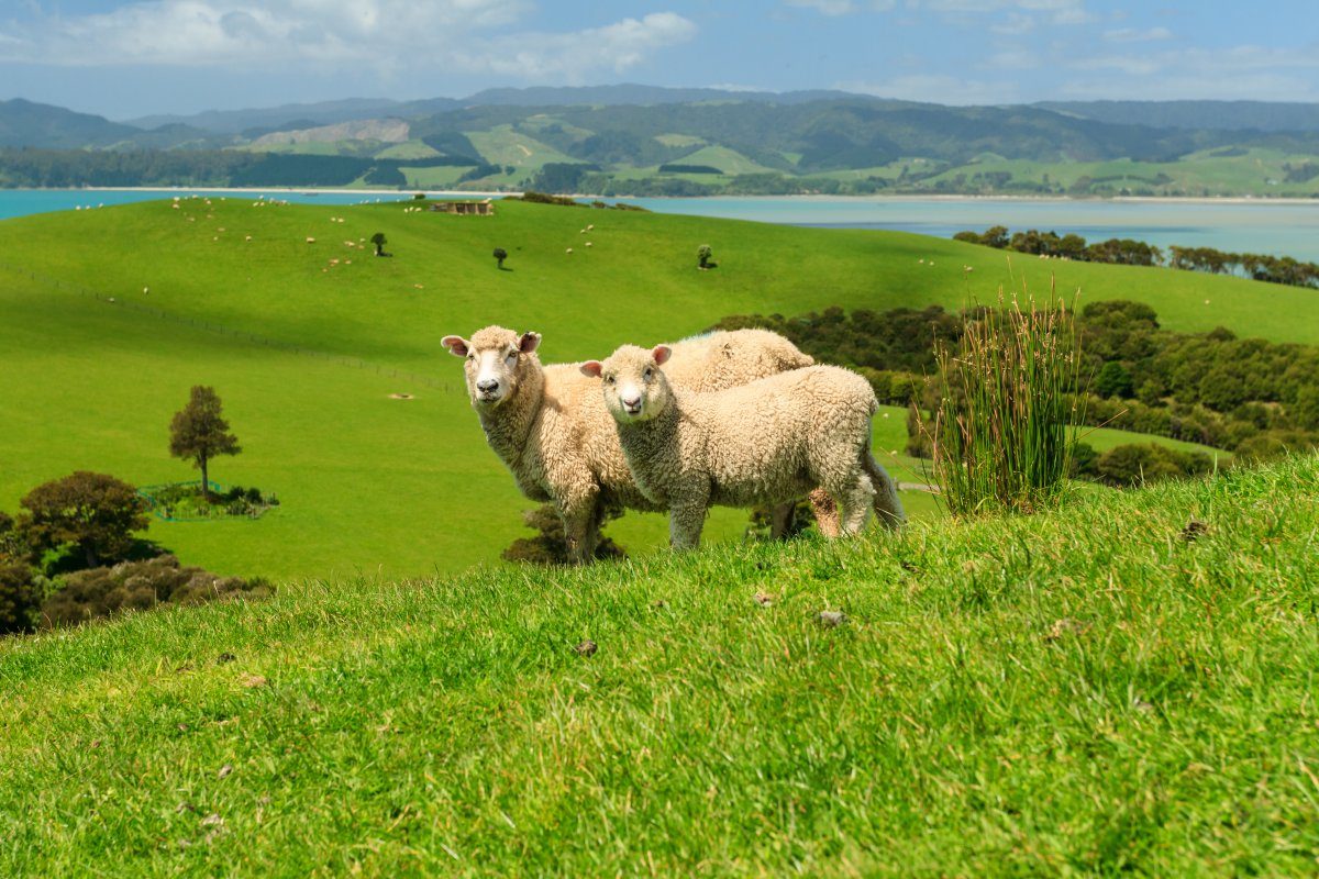 Two Sheeps in New Zealand